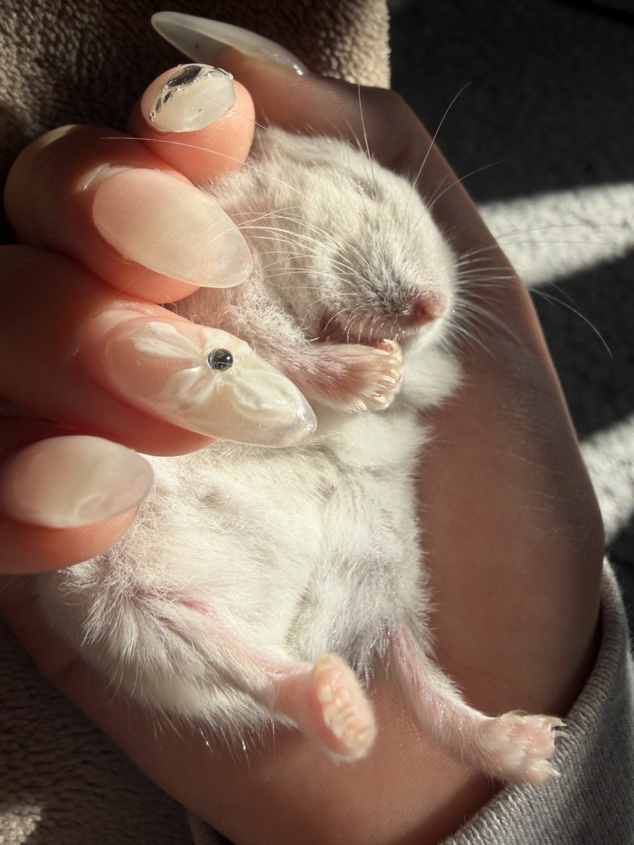 ひるね tweet media