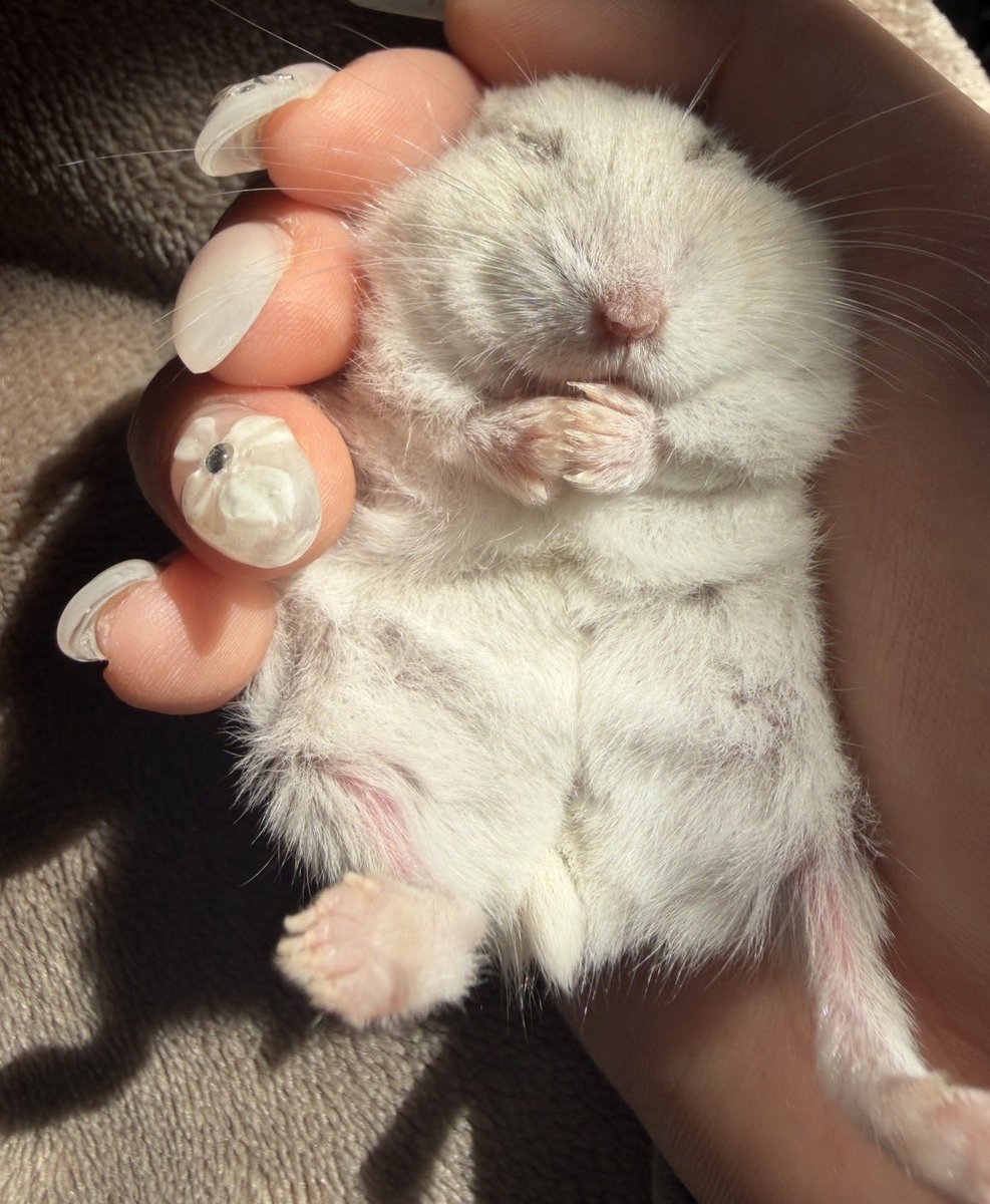 ひるね tweet media