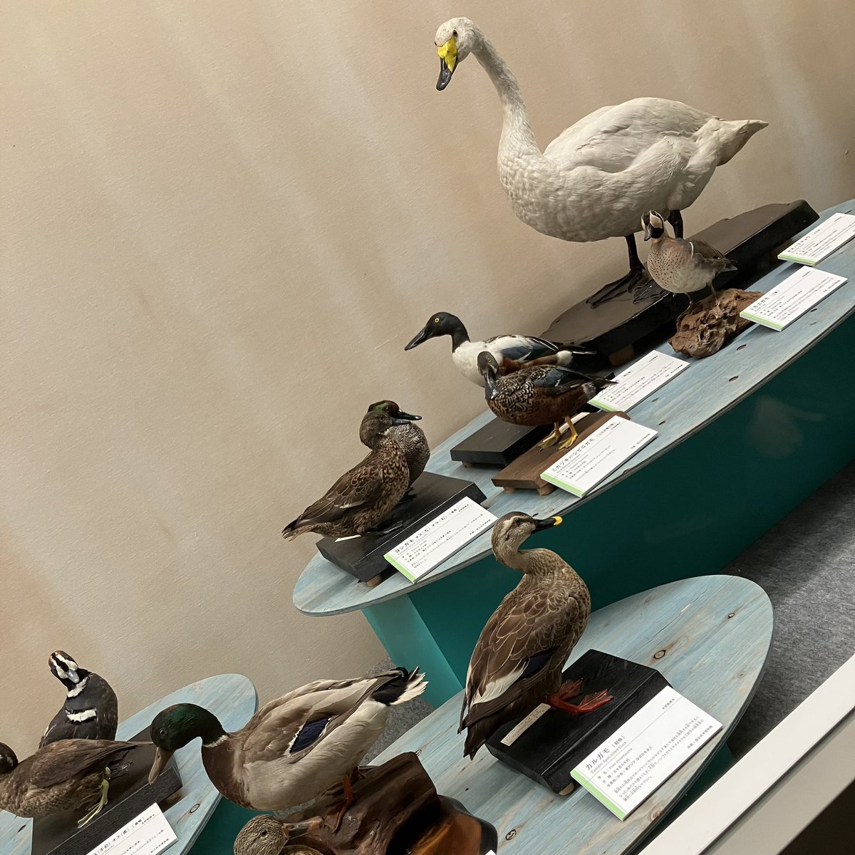 ザ・ヌース tweet media