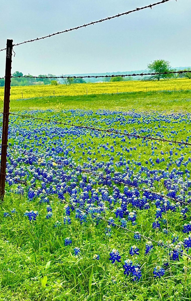 Facts About Texas tweet media