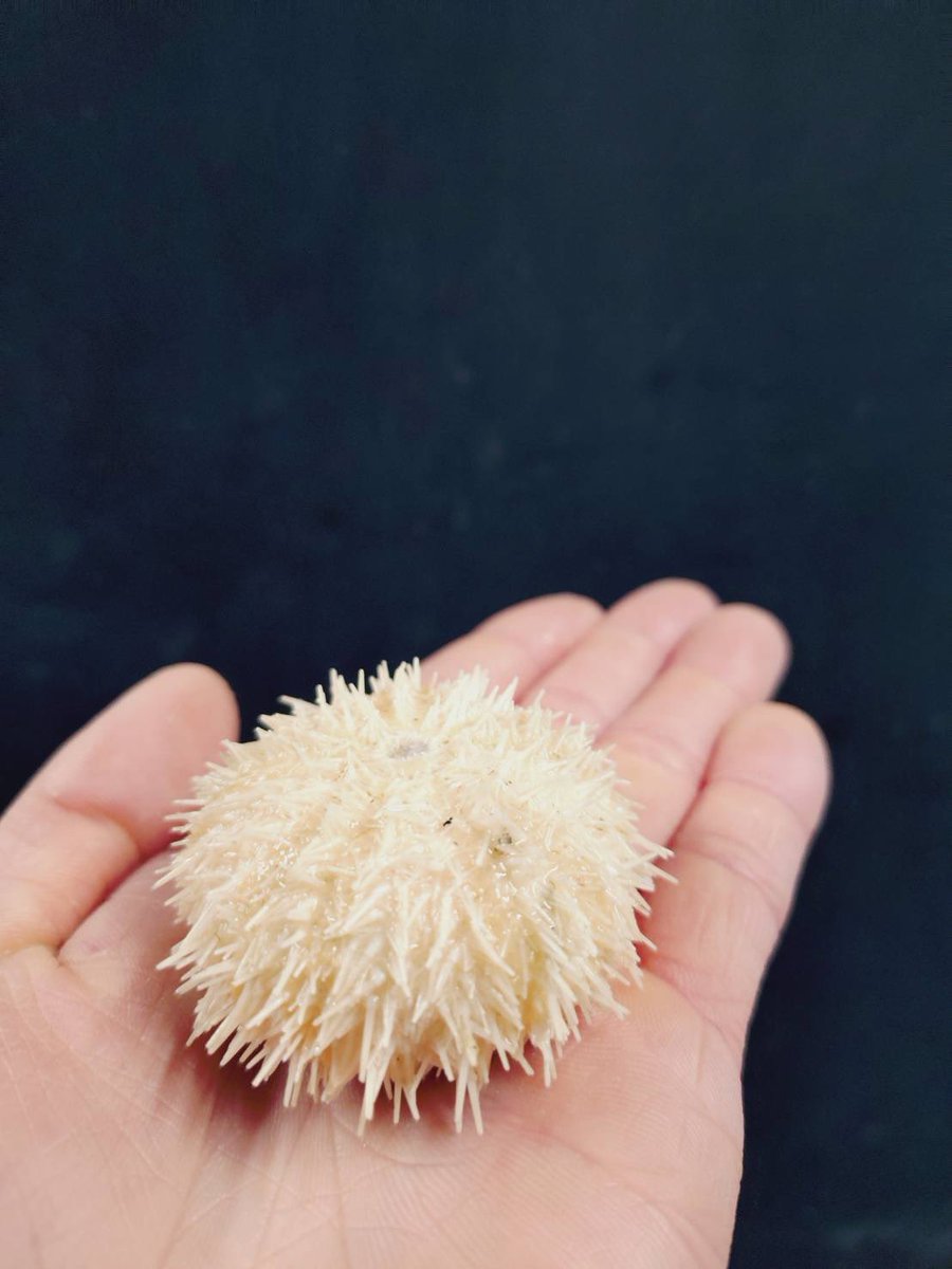 くしろ水族館ぷくぷく【公式】 tweet media