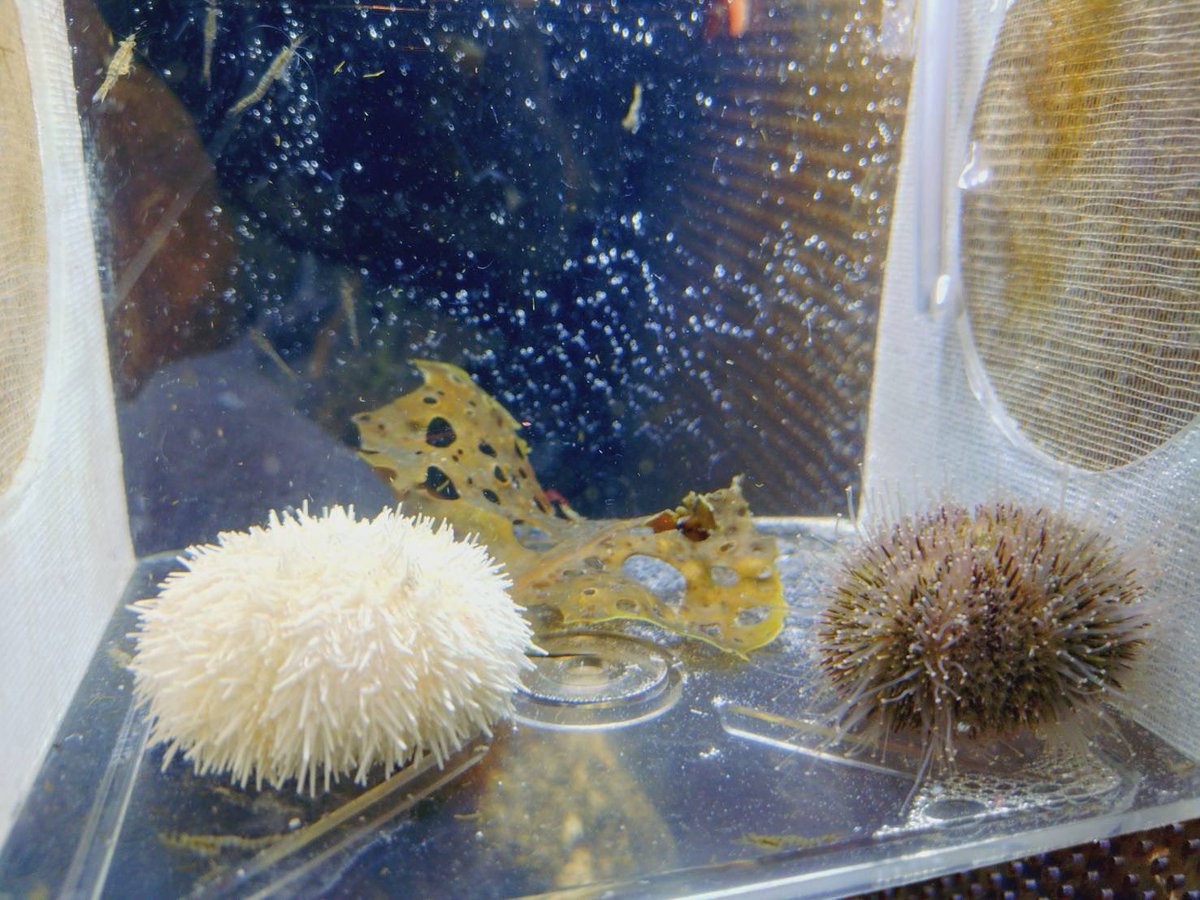 くしろ水族館ぷくぷく【公式】 tweet media