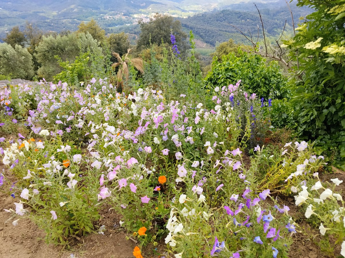 Bon dia i feliç dimecres de primavera 🌸🌼