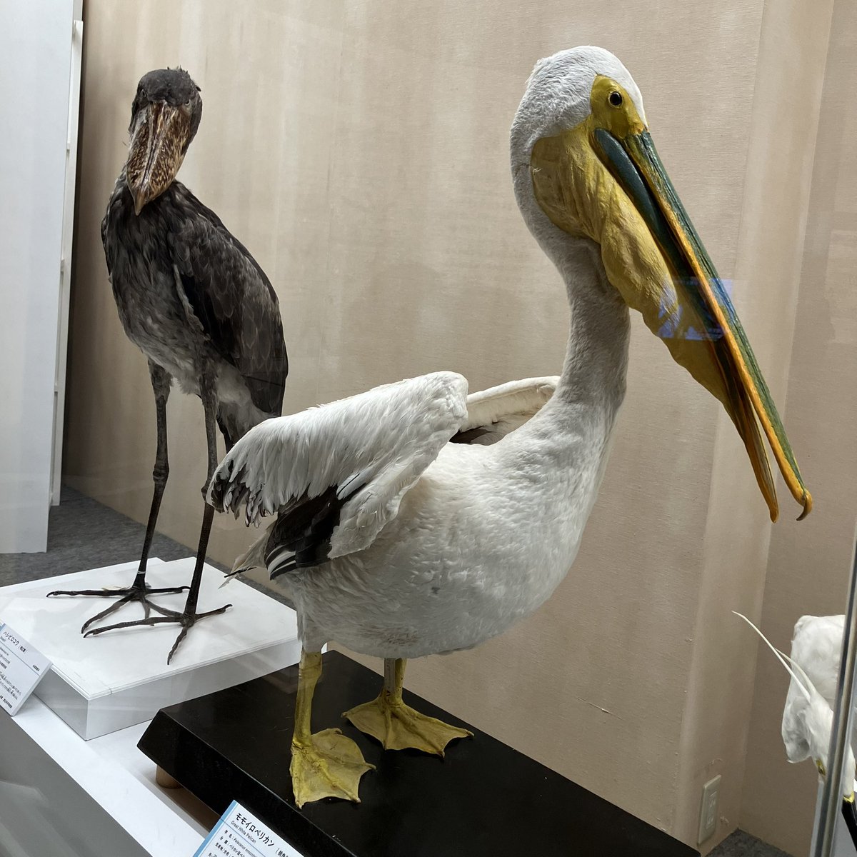 ザ・ヌース tweet media