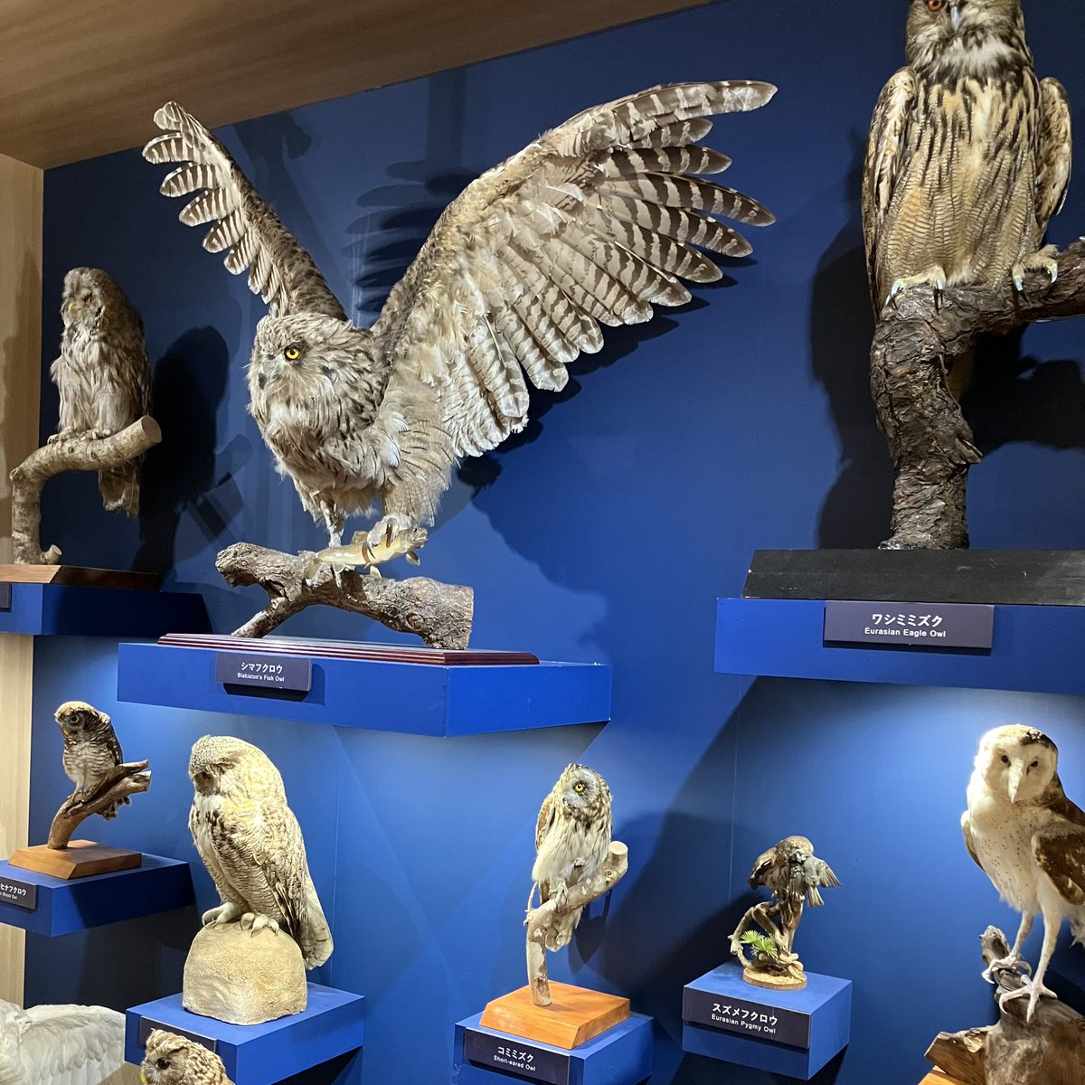 ザ・ヌース tweet media