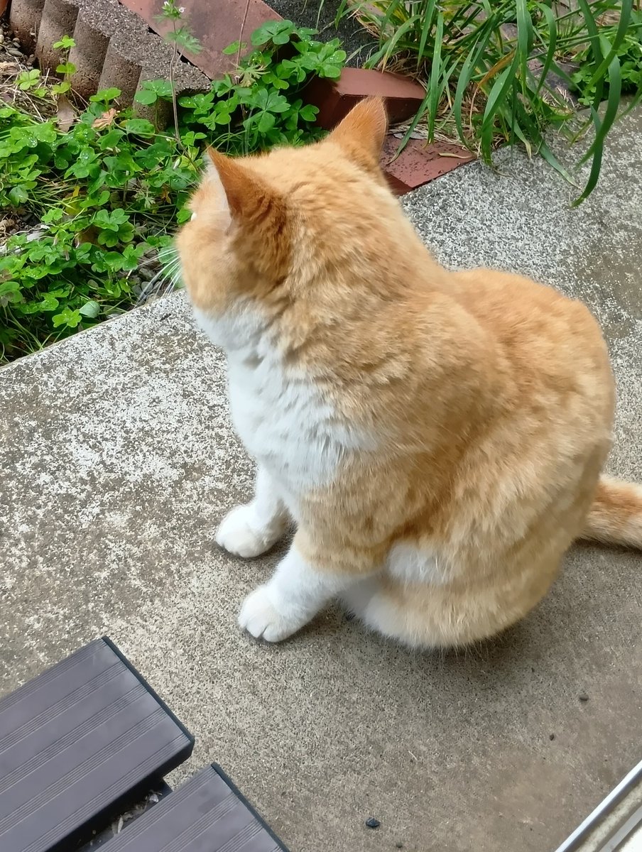 はるかฅ(ﾐ・ﻌ・ﾐ)ฅ tweet media