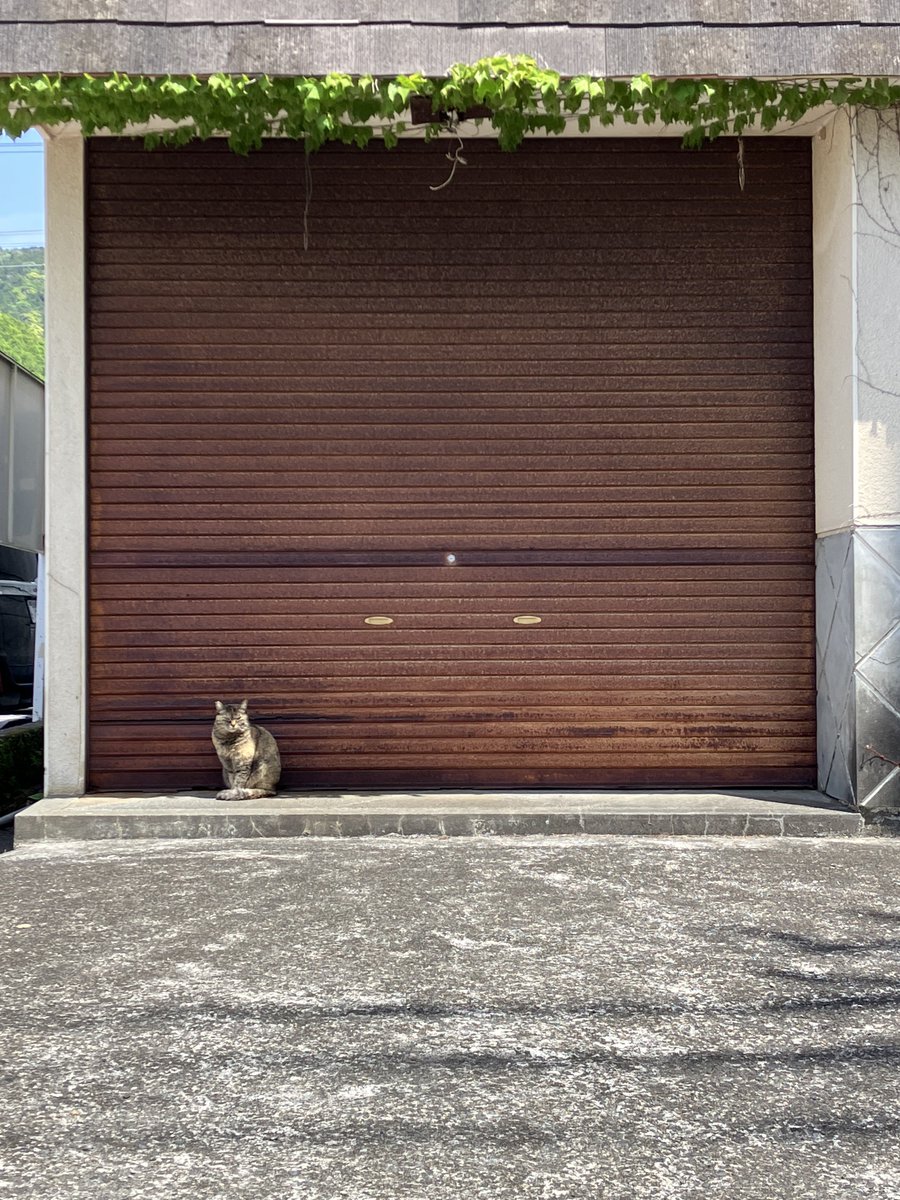 🌸👂🐈