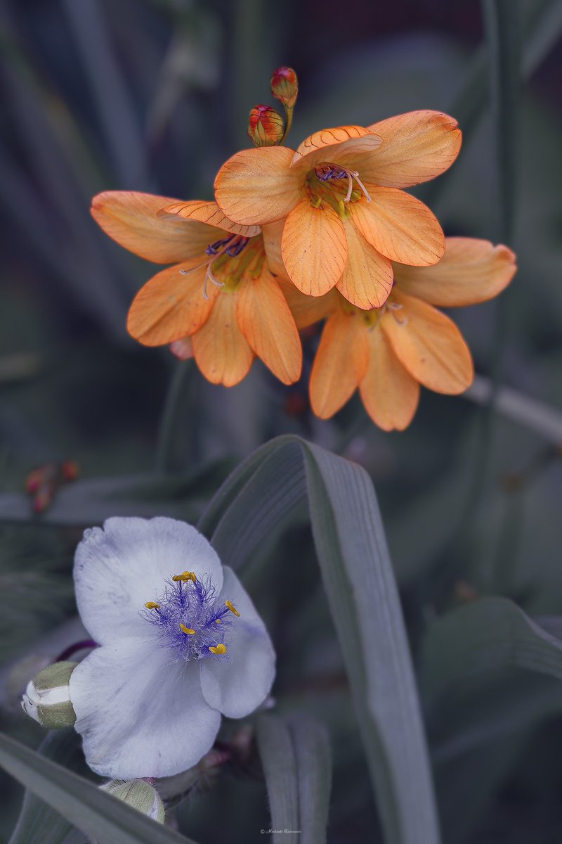 Akasha_Lounge tweet media