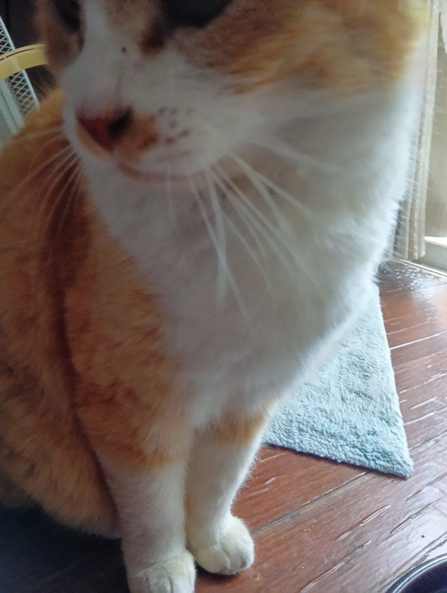 はるかฅ(ﾐ・ﻌ・ﾐ)ฅ tweet media