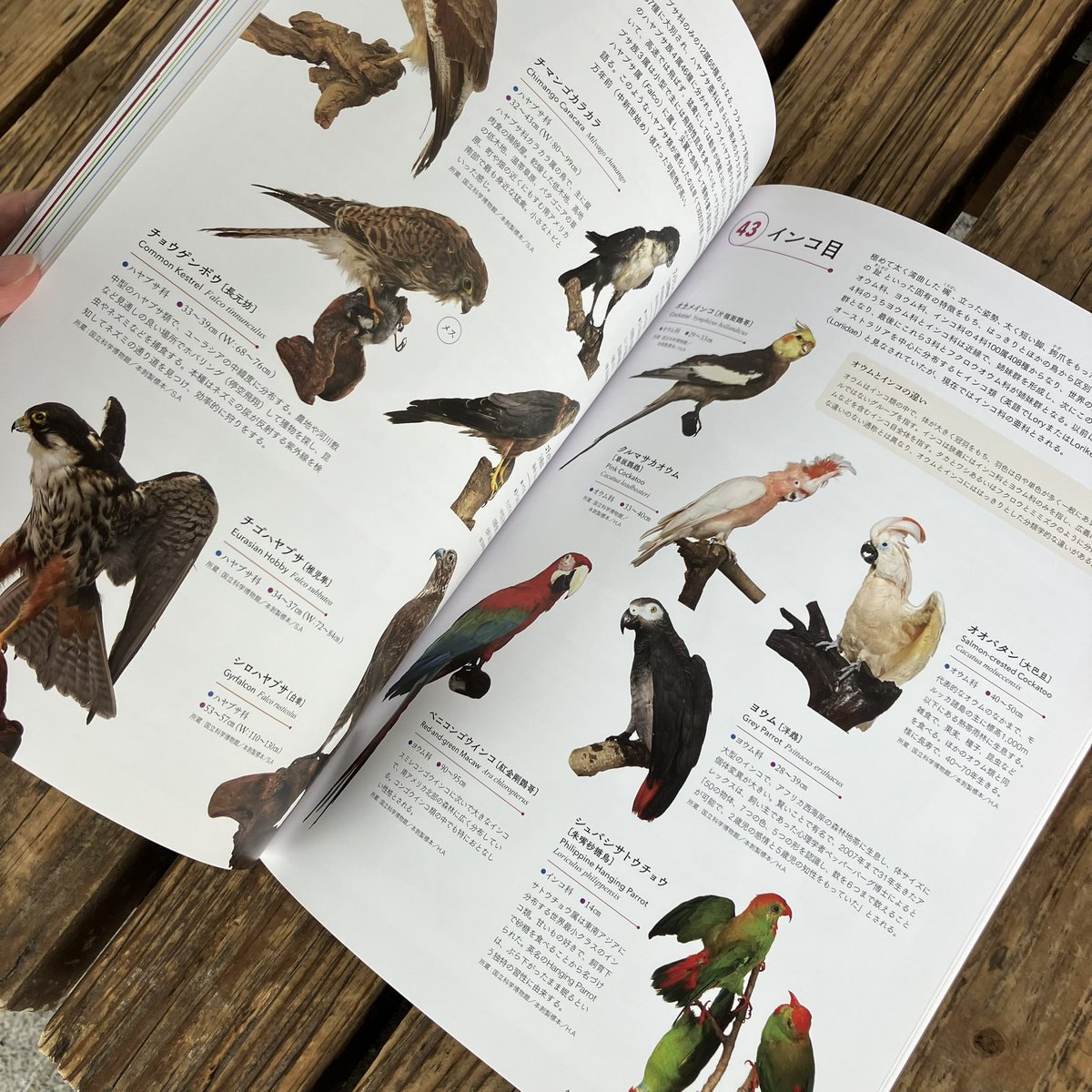 ザ・ヌース tweet media