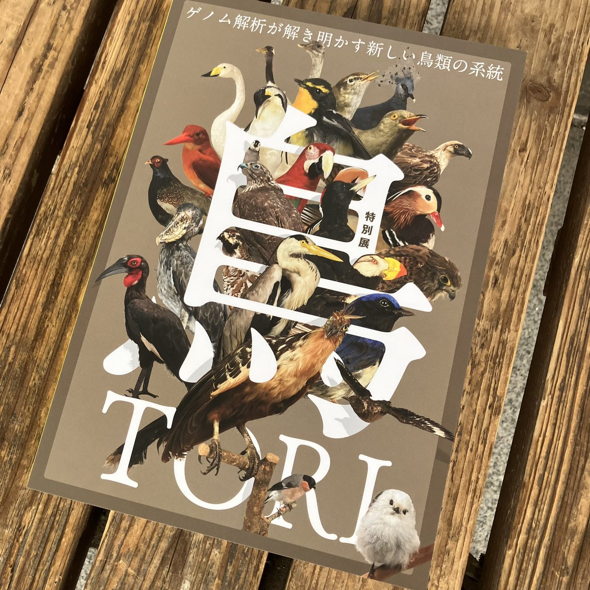 ザ・ヌース tweet media