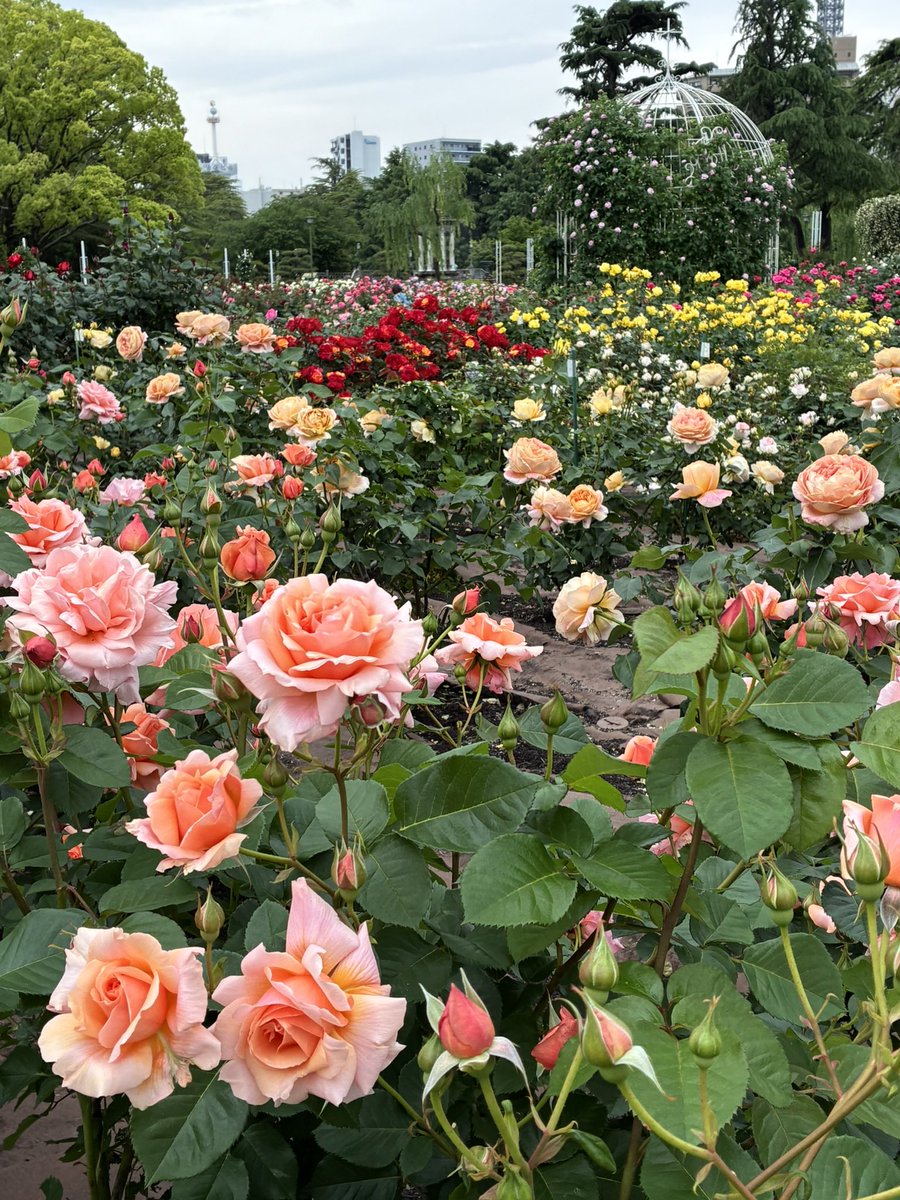 estrell41019382's tweet photo. Roses in the Tsuruma Park, Nagoya 
Good season to enjoy flowers. https://t.co/Mq70temwBo