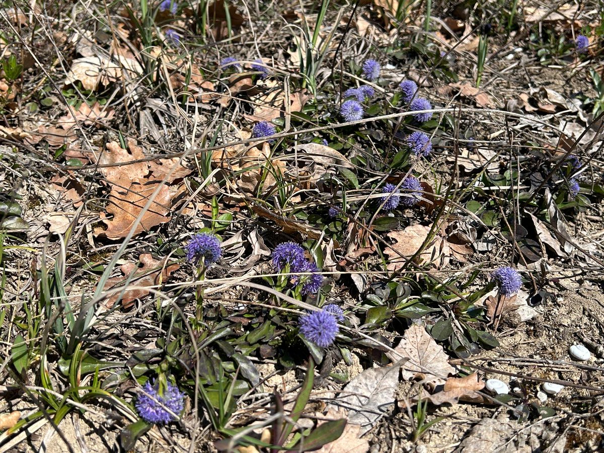 DanicaMacanga's tweet photo. Excursion in the area. #Hepatica nobilis, #Globularia cordifolia L. and other #springflowers are still blooming. Let's find paradise on earth, often don't recognize him while you seek paradise in fun and laughter. 🪷💐#wildflowerhour https://t.co/qE1KdQ4LKb
