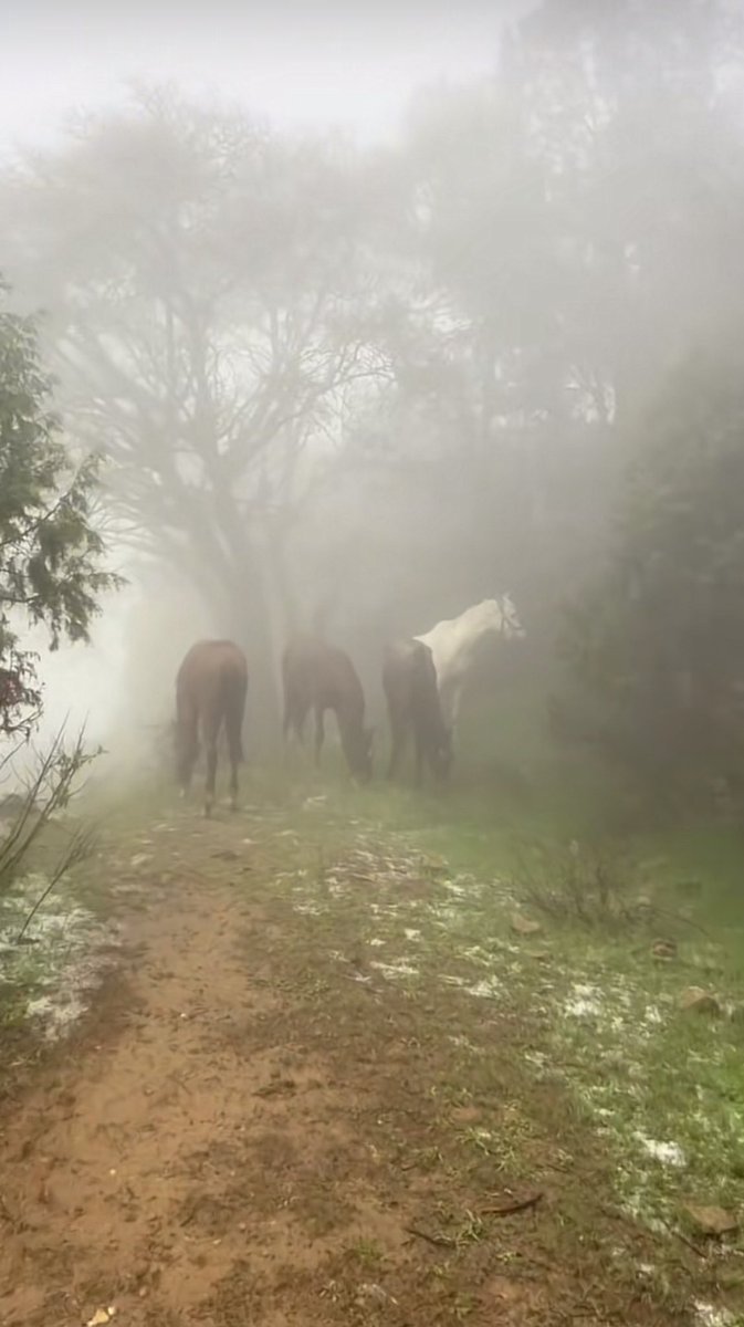 دولولو𐬺𐫱༻ tweet media