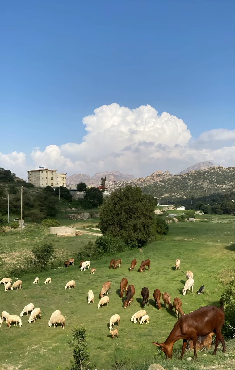 دولولو𐬺𐫱༻ tweet media