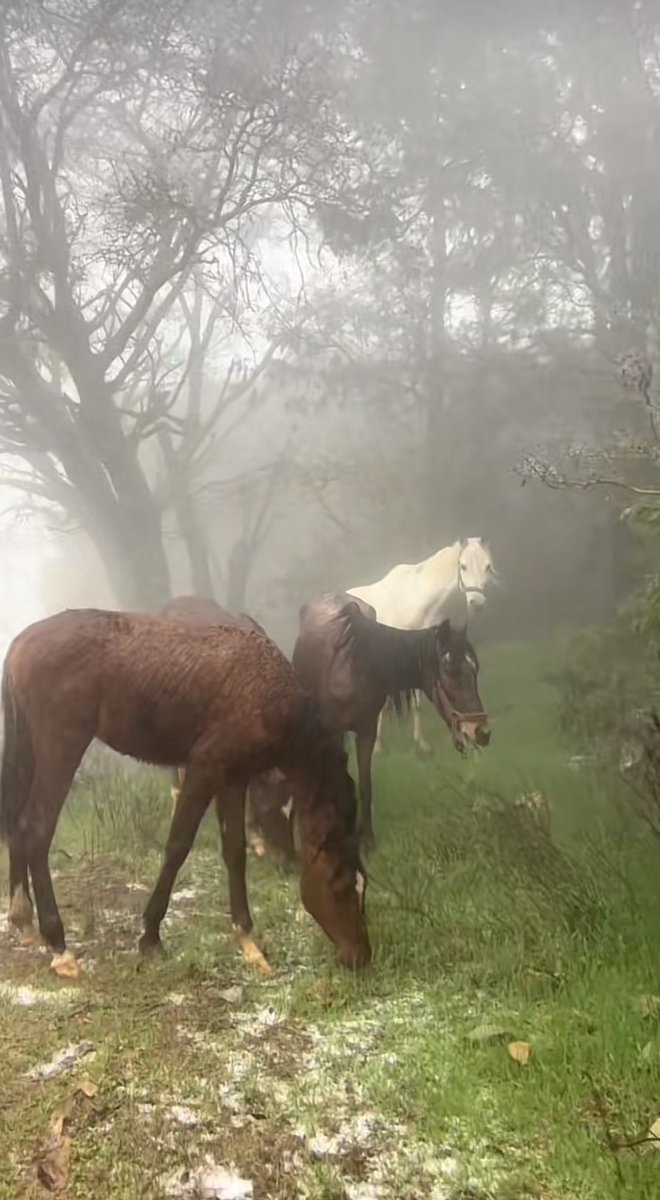 دولولو𐬺𐫱༻ tweet media