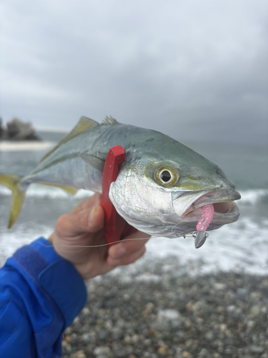Gekishibu_turi's tweet photo. 最近サーフからジグ単で青物が釣れることを発見したんだけど、これは富山湾の青物魚影が濃いから成立してるのかなぁ。
ジグで反応ない時に投げてみるとすぐに釣れてくれるから面白い。
3回試して今のところボウズなしです。
#zeake
#zeakeフィールドサポーター
#フックチェンジヘッド
#EasyShaker https://t.co/rPOe1HVtwJ
