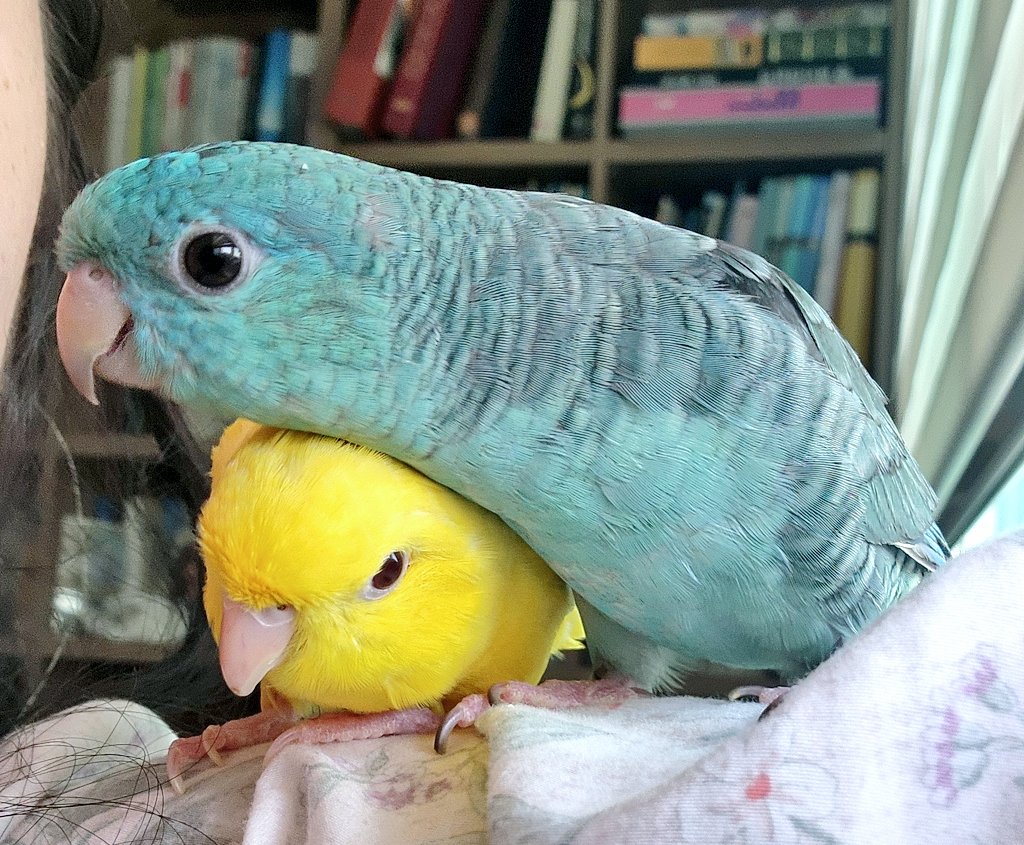 늘듬직티티뾰뾰 tweet media