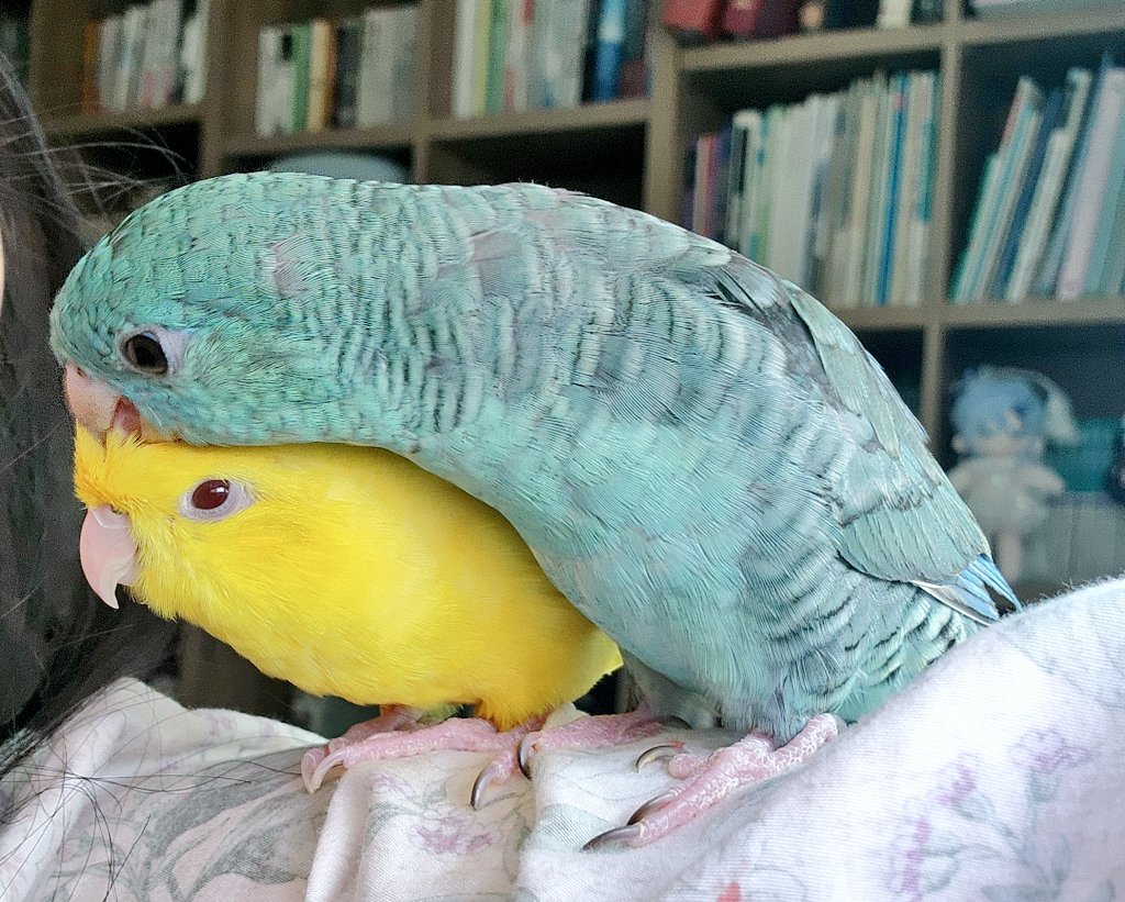 늘듬직티티뾰뾰 tweet media