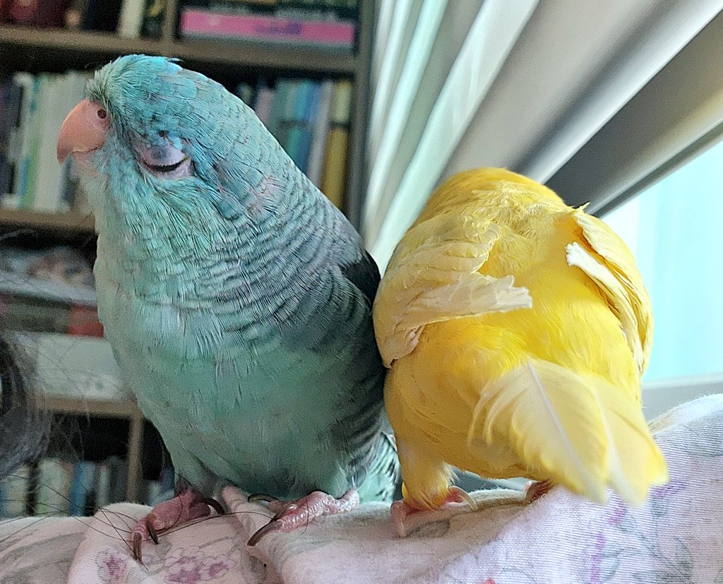 늘듬직티티뾰뾰 tweet media