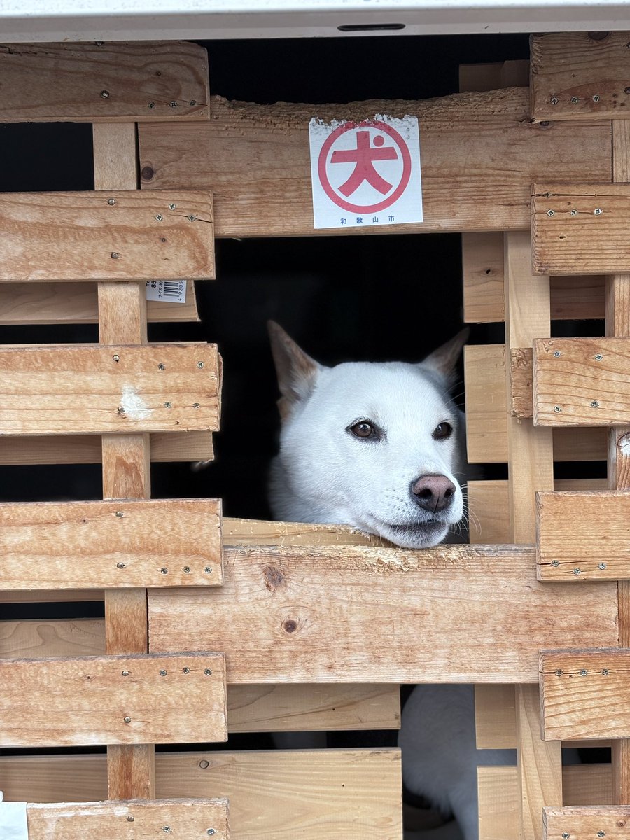 のび犬様 のび犬 チワワ・ダックスフンド・トイプードル・パグ・ポメラニアン