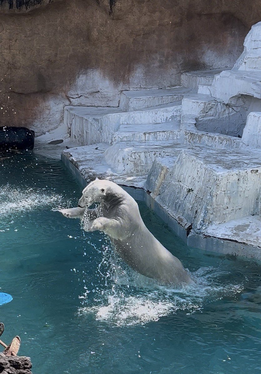 にくきゅう🐈 tweet media