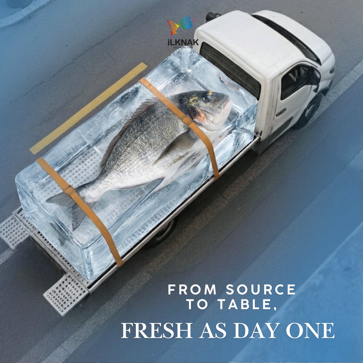 ilknakac's tweet photo. At Ilknak Aquaculture, we preserve quality and freshness at every stage—from harvest to delivery. With a reliable cold chain system, we ensure that the taste of the sea reaches your table just as fresh as the first day.
Because for us, freshness is not a detail—it’s a standard. https://t.co/LMSPvVUeVW