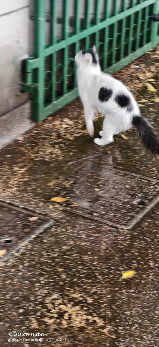 🍼猫猫叶TheCat🏳️‍⚧️🍥 tweet media