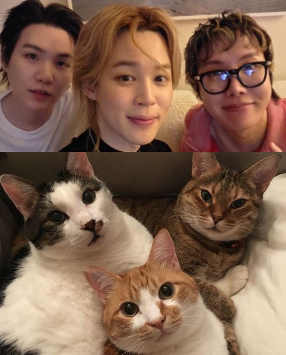 meowgi bot tweet media