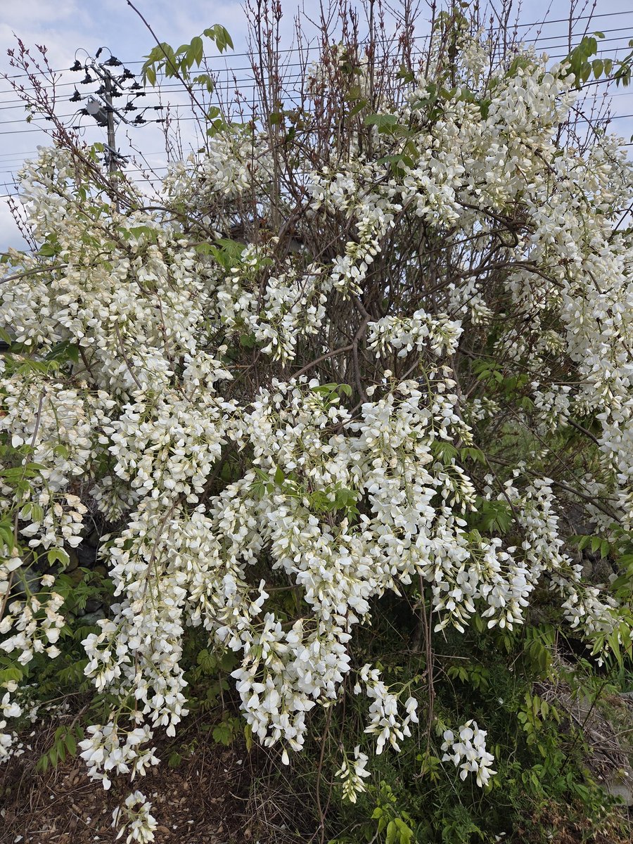 ザクロの木を乗っ取って藤の花が満開になりました。ザクロ枯れるかなぁ？🤔