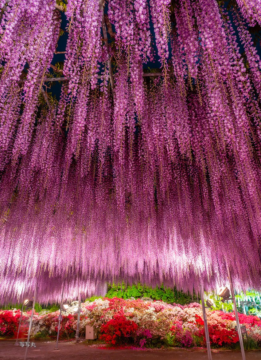 syasyamaru_7's tweet photo. 「ふじのはな物語」  
#写真好きな人と繫がりたい #写真撮ってる人と繫がりたい #あしかがフラワーパーク #藤 #藤棚 #夜景 #wisteria  #nightphotography #絶景 #東京カメラ部 https://t.co/eHFgRv0f5l