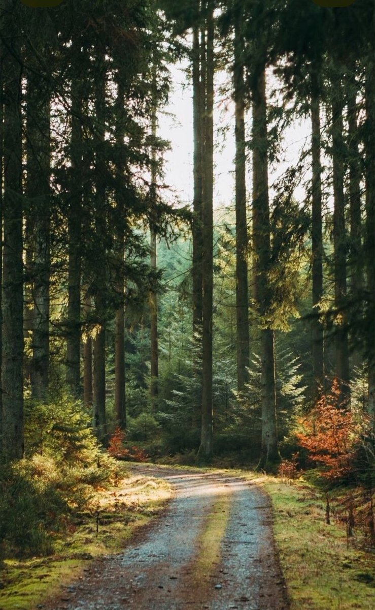 💫☁️🍀 ☁️💫 tweet media