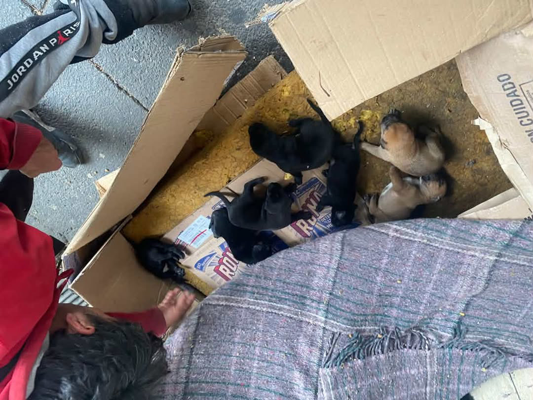 AnimalesCDMX tweet media