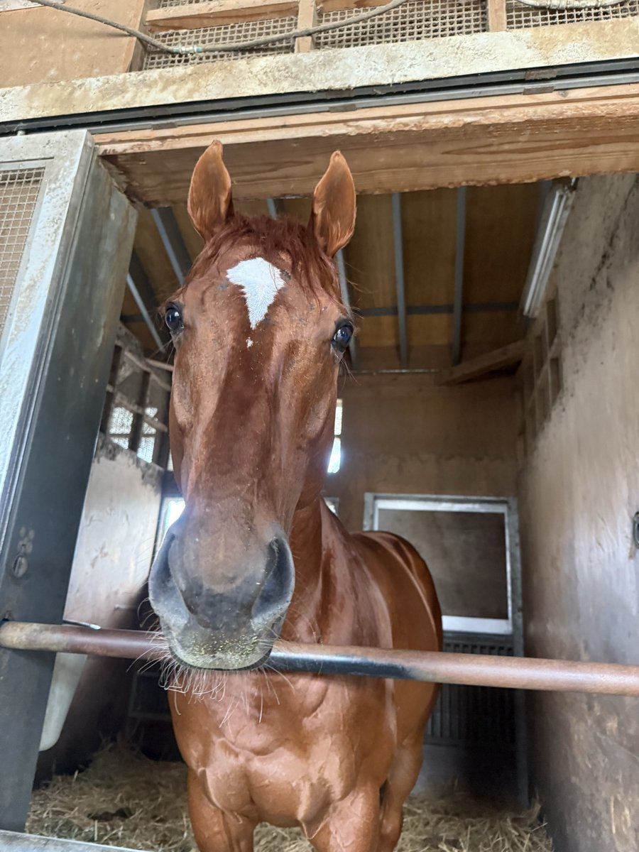 森田美菜🏇研究ニュース tweet media