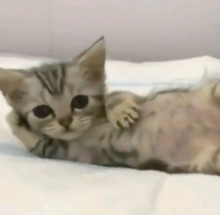 Miranda Richster tweet media