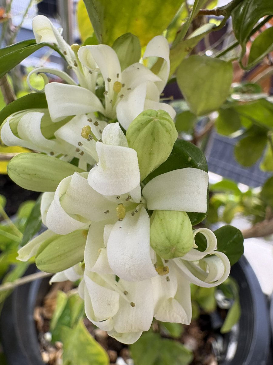 D for Daffodils 🌼 tweet media