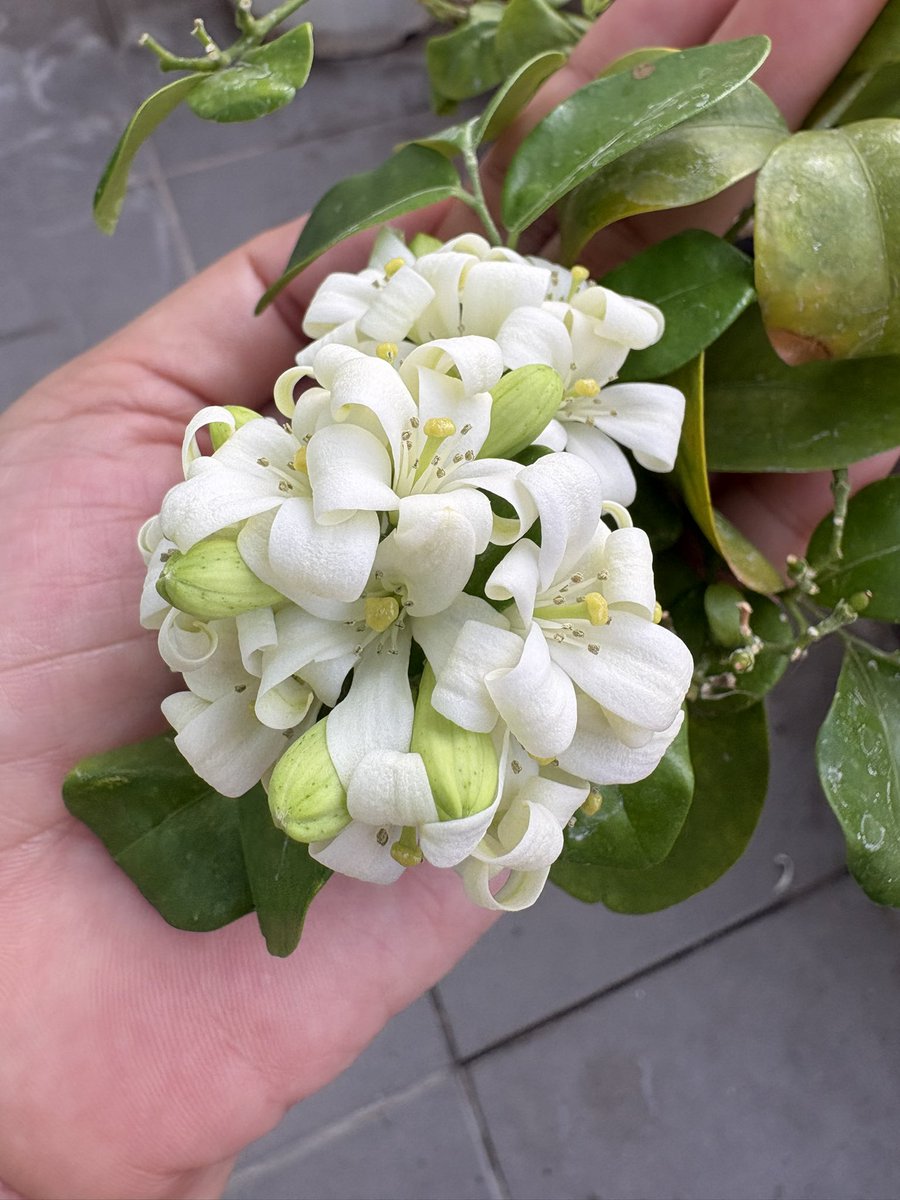 D for Daffodils 🌼 tweet media