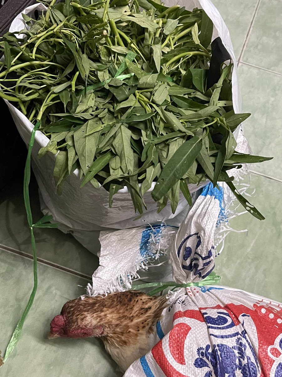 đỏng đảnh tweet media