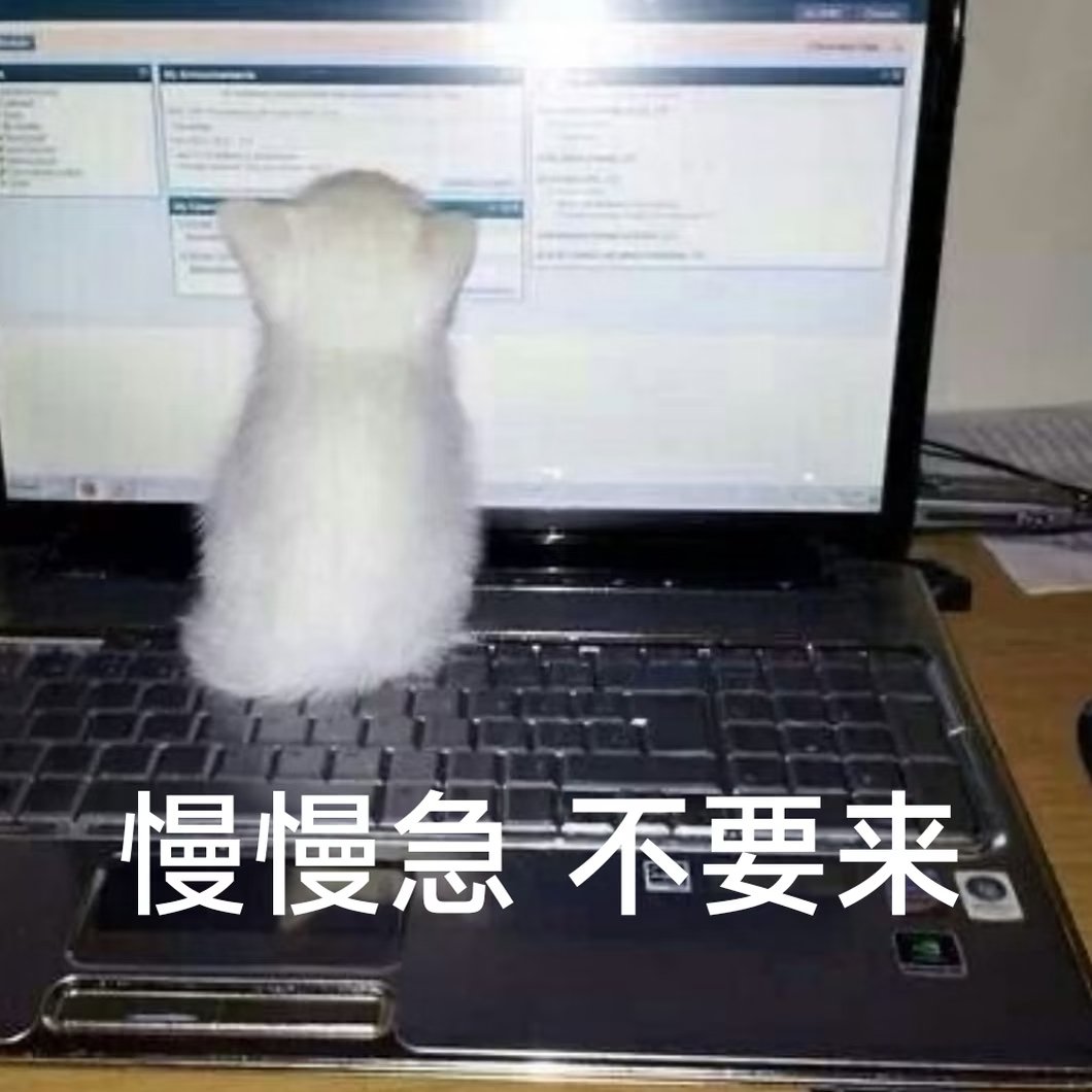 猫不猫 tweet media