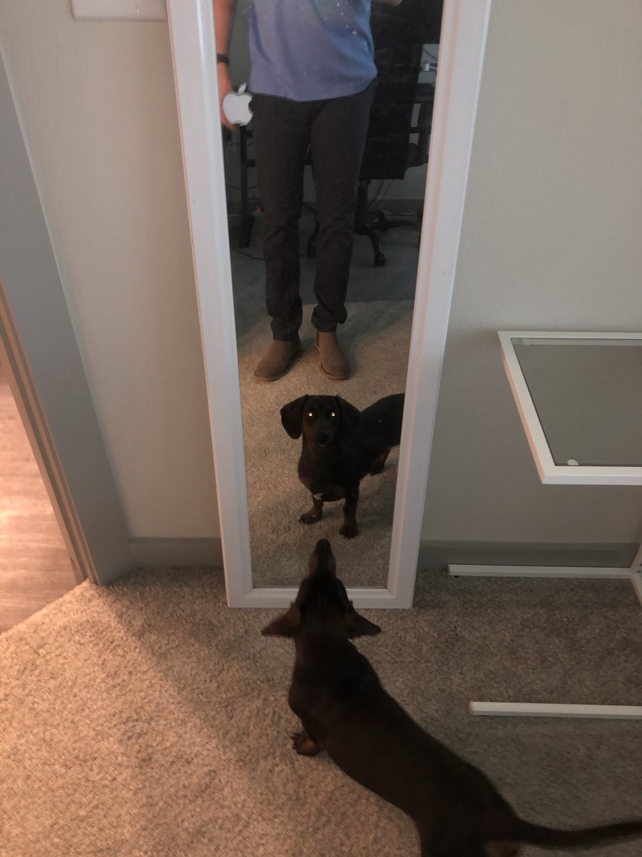 TechBitReview's tweet photo. He’s like “wait… HOW’D YOU GET IN THERE??” https://t.co/PMIi66PXxv