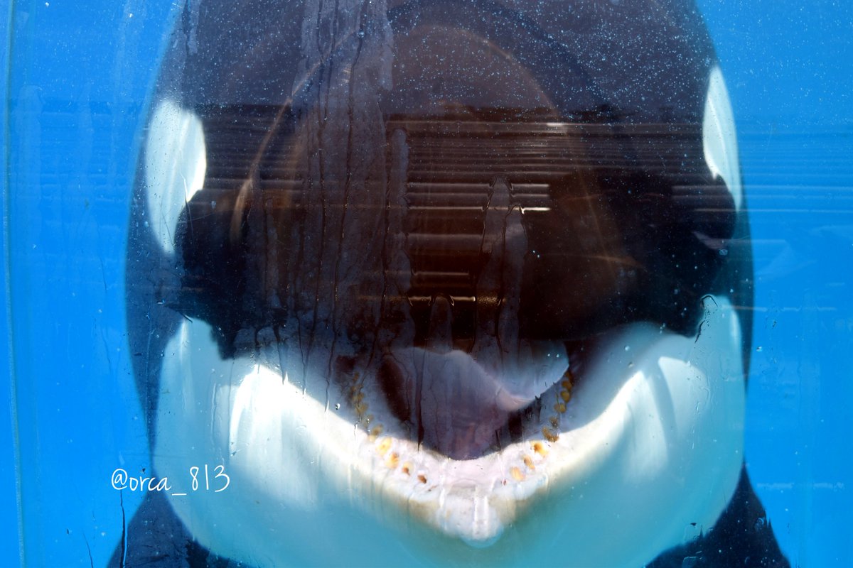 サンディエゴのドアップシャチ。正面顔すきな自分には贅沢な至福の時間。めちゃ可愛いかった…

2025/サンディエゴシーワールド
Sandiego SeaWorld