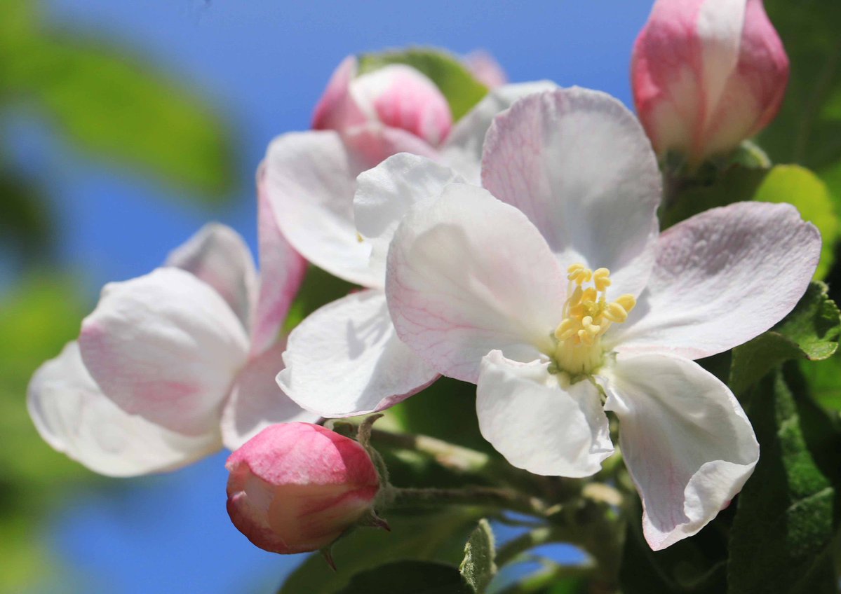 NerguiSN's tweet image. Өглөөний мэнд

Have a beautiful day everyone ࿐
⚘݁˖ ❀ 🌱⋆｡˚ 🌸 𖥣｡𖥧𖧧💓
#flowers #TLを花でいっぱいにしよう
   (📷 hiroshisj)