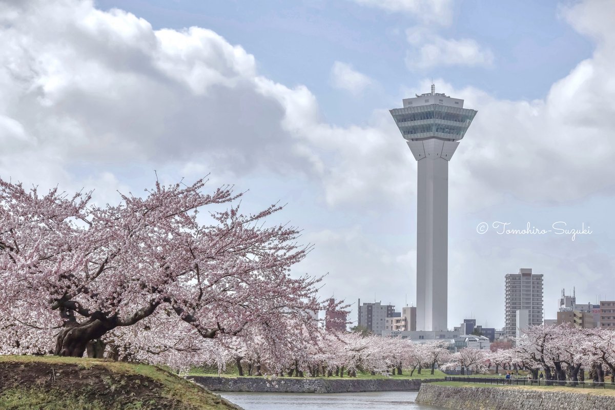 1549000000's tweet photo. ～五稜郭タワーと桜～

2026.04.21 撮影
北海道 函館市 五稜郭公園

#函館 #函館市 #五稜郭 #五稜郭公園 #五稜郭タワー #北海道 #Hokkaido #HokkaidoLove #桜 #photo https://t.co/pmlQ910uQu