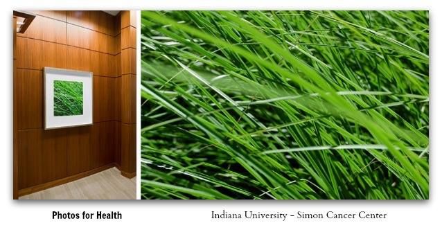 JolieBStudios's tweet image. Permanent Installation - Simon Cancer Center - Indianapolis #Nature #Photography #Wellness #PFH #Health