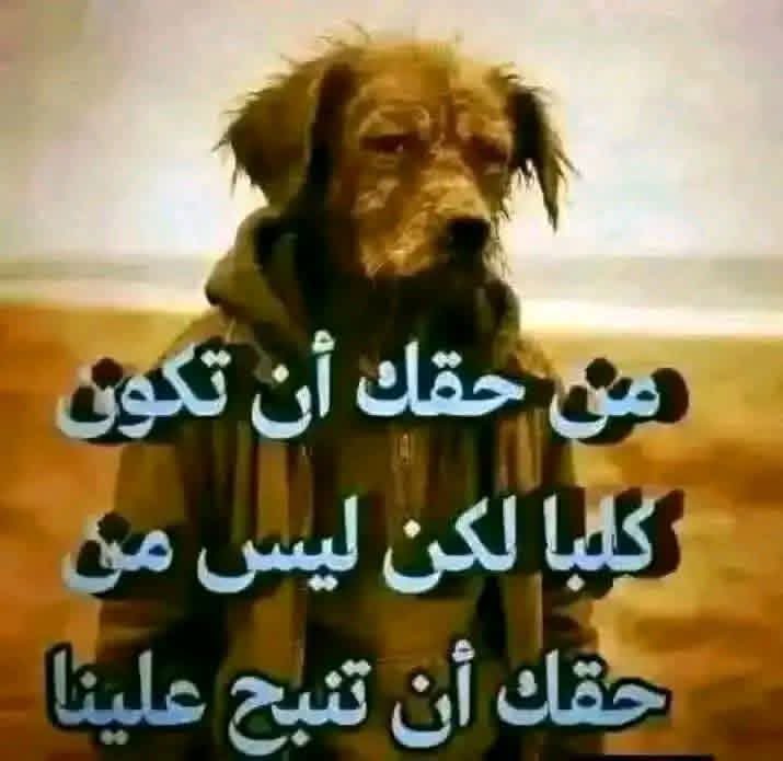 Aps51660S's tweet photo. @HBuyabes بدون ماتنبح https://t.co/MsQwLPOKFX