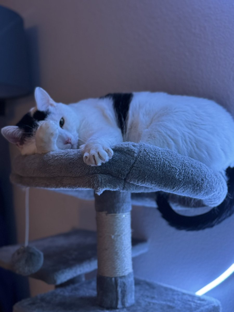 Sully 🧪 tweet media