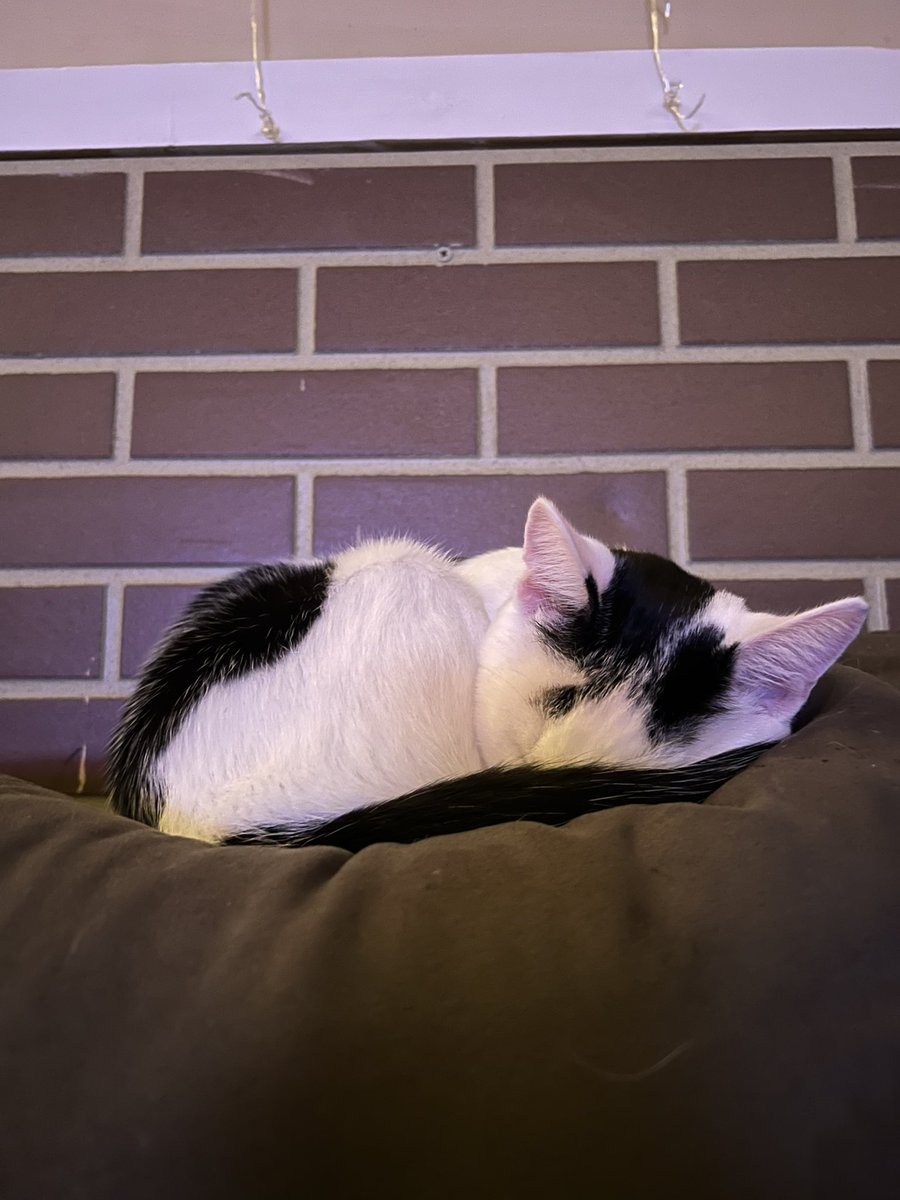 Sully 🧪 tweet media