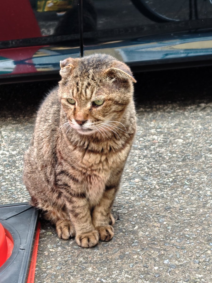 “元祖(新型)ケロリン”レイジ(分家と呼ばれるようになりました笑) tweet media