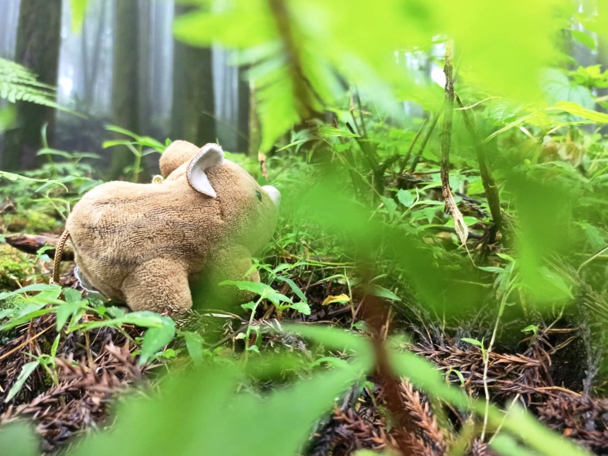 you_xing85658's tweet photo. Couldn’t sleep, so I took my little pig up the mountain
At 二萬坪車站
standing by the tracks
he’s clearly enjoying the forest more than I am
Maybe I didn’t need sleep
just some mist, mountains
and a pig who knows how to do nothing
#CuteVibes  #NatureLovers #TaiwanTravel #little https://t.co/9AvP4hr054