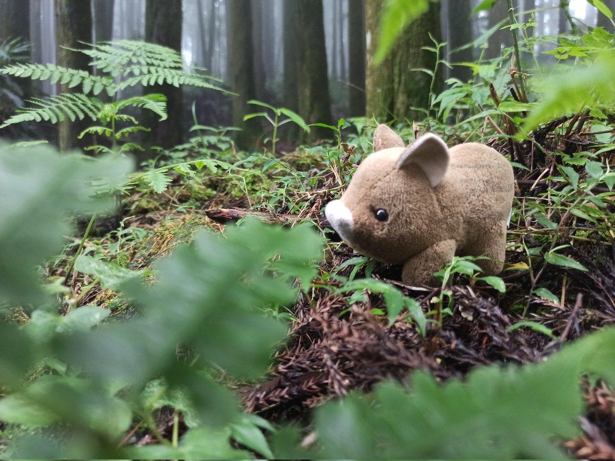 you_xing85658's tweet photo. Couldn’t sleep, so I took my little pig up the mountain
At 二萬坪車站
standing by the tracks
he’s clearly enjoying the forest more than I am
Maybe I didn’t need sleep
just some mist, mountains
and a pig who knows how to do nothing
#CuteVibes  #NatureLovers #TaiwanTravel #little https://t.co/9AvP4hr054